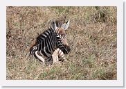 07IntoNgorongoro - 055 * Burchell's Zebra baby.